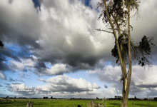 爵士队球迷举办球队主题派对，共庆胜利